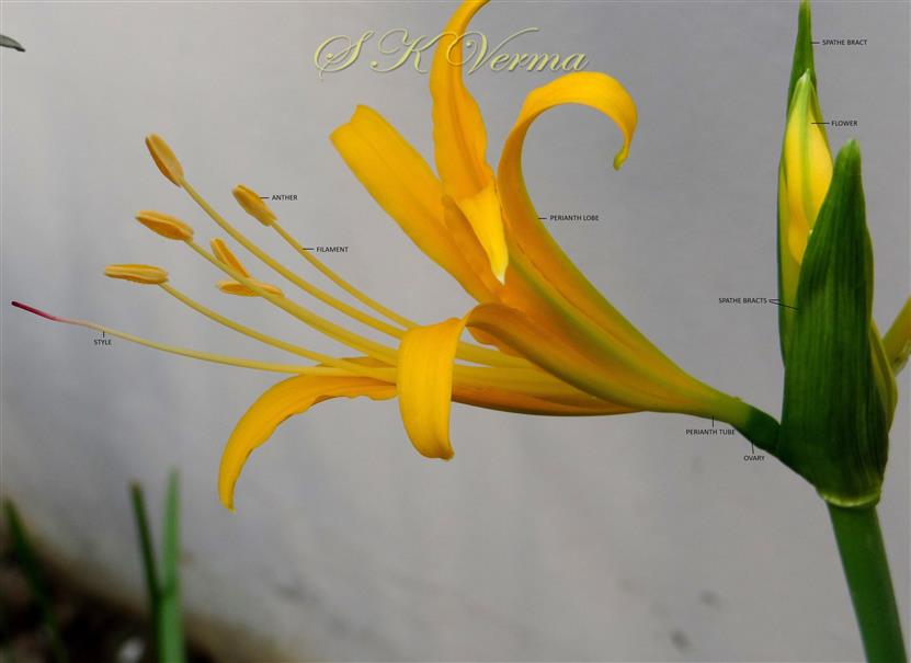  Inflorescence (Young)